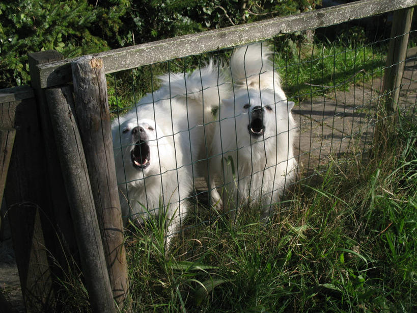 无人,横图,室外,白天,宠物,狗,荷兰,栅栏,首都,草,动物,张嘴,两只,家畜,摄影,张大嘴巴,阿姆斯特丹,萨摩耶犬,张开嘴,彩图