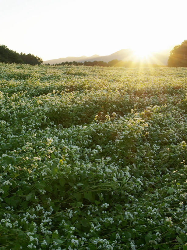 无人,竖图,室外,镜头眩光,农业,美景,日落,太阳,奈良县,日光,日本,地形,景观,田地,荞麦,花,自然,景色,摄影,清新,自然风光,彩图