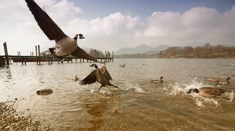 无人,横图,室外,白天,山,鹅,野生动物,英国,起飞,鸟类,鸭子,飞,苏格兰,天空,自然,摄影,加拿大黑雁,彩图