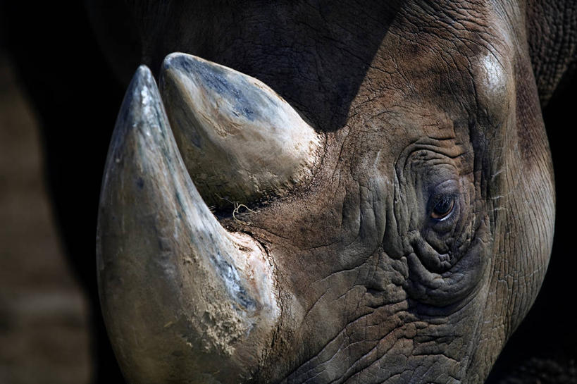 无人,横图,室外,特写,白天,野生动物,德国,首都,柏林,摄影,部分,犀牛,彩图