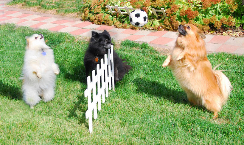 无人,公园,横图,室外,白天,足球,宠物,狗,美国,三只,小的,篱笆,褐色,博美犬,松鼠犬,草,白色,黑色,动物,家畜,可爱,摄影,忠诚,波美拉尼亚犬,博美狗,内布拉斯加,犬,彩图