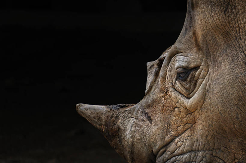 无人,横图,特写,留白,侧面,野生动物,新加坡,黑色背景,摄影,部分,犀牛,彩图,影棚拍摄