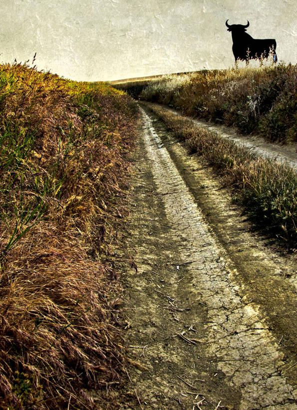 无人,站,竖图,室外,白天,西班牙,家畜,摄影,牲畜,宁静,剪影,彩图,单行道,家牛