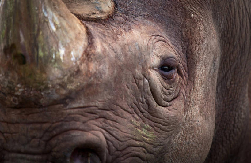 无人,横图,室外,特写,白天,野生动物,英国,摄影,部分,犀牛,彩图