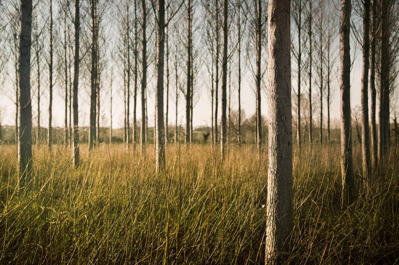 无人,横图,室外,白天,神秘,日落,森林,法国,丰富,草,树,树干,自然,摄影,生长,环境,里昂