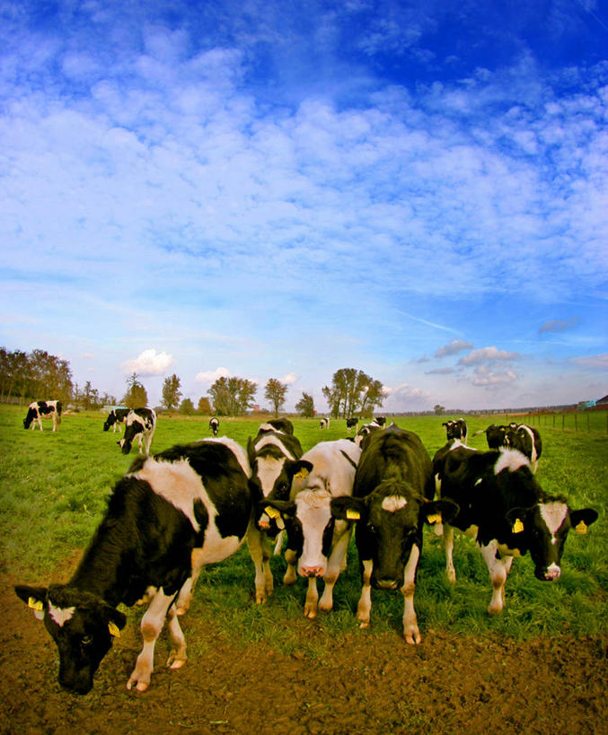 无人,竖图,室外,白天,牧场,荷兰,一群,许多,地形,云,很多,草,摄影,牲畜,食草动物,家牛