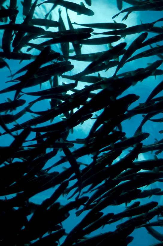 无人,竖图,室外,白天,仰视,水下,海洋,水,鲑鱼,野生动物,华盛顿,美国,一群,许多,鱼群,很多,鱼类,自然,摄影,环境,北美,北美洲,美洲,剪影,北太平洋,逆光,华盛顿州,西雅图,普吉特海湾,常绿之州,常青州,北亚美利加洲,亚美利加洲,低角度拍摄,美利坚合众国