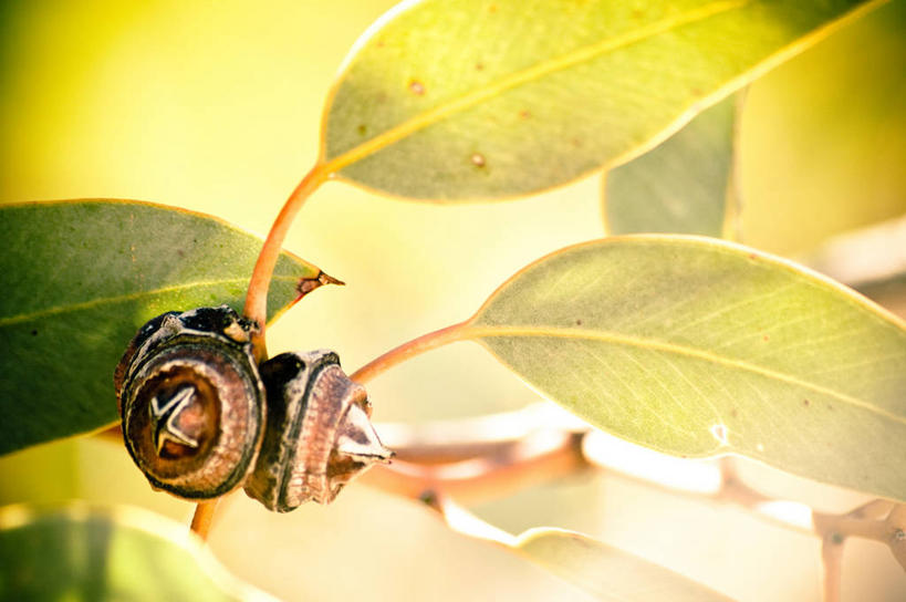 无人,横图,室外,特写,白天,水果,叶子,澳大利亚,坚果,自然,摄影,生长,环境,大洋洲,澳洲,南方大陆,澳大拉西亚,澳大利亚联邦,北领地