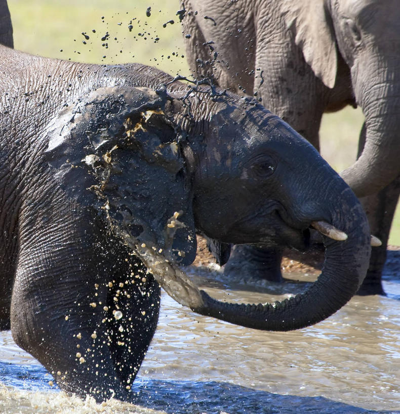 西方人,无人,竖图,室外,河流,水,野生动物,欧洲,非洲,南非,黑人,欧洲人,喷,溅,流水,自然,动物,两只,摄影,肮脏,部分,环境,邋遢,龌龊,污秽,阿多大象国家公园,伊丽莎白港,濒危物种,非洲人,象,清洗,洗涤