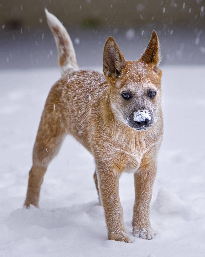 无人,竖图,室外,白天,雪,宠物,狗,牛,美国,雪花,冬天,下雪,小狗,动物,家畜,摄影,北美,北美洲,美洲,华盛顿州,忠诚,北亚美利加洲,亚美利加洲,美利坚合众国,纯种犬