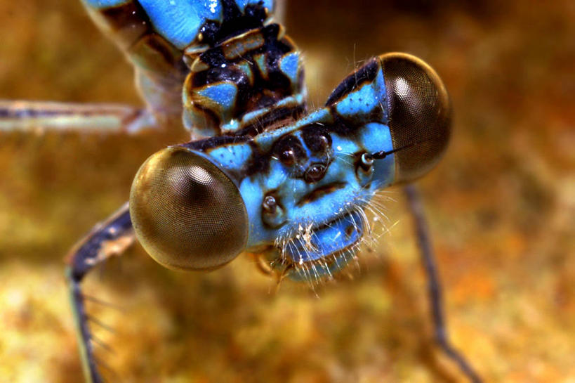 无人,横图,俯视,室外,特写,白天,野生动物,美国,昆虫,动物,摄影,北美,北美洲,美洲,节肢动物,益虫,机敏,阿肯色州,北亚美利加洲,亚美利加洲,豆娘,高角度拍摄,美利坚合众国