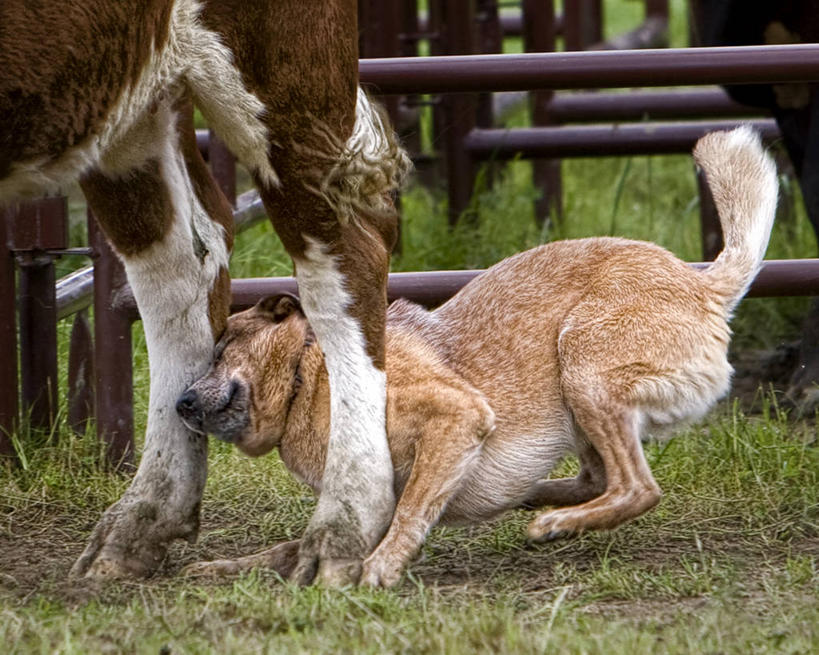 无人,横图,室外,白天,宠物,狗,牛,美国,破坏,草,自然,动物,两只,家畜,摄影,牲畜,环境,不幸,毁坏,华盛顿州,家牛,纯种犬