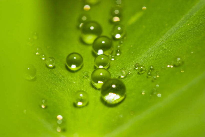 无人,横图,室外,特写,白天,背景,水,叶子,美国,液体,水滴,芋头,绿色,自然,摄影,环境,北美,北美洲,清新,美洲,佐治亚州,萨凡纳,佐治亚,乔治亚州,南方帝国州,北亚美利加洲,亚美利加洲,萨瓦纳,萨王纳,叶脉,全画面,全框架,全帧,美利坚合众国,全画幅