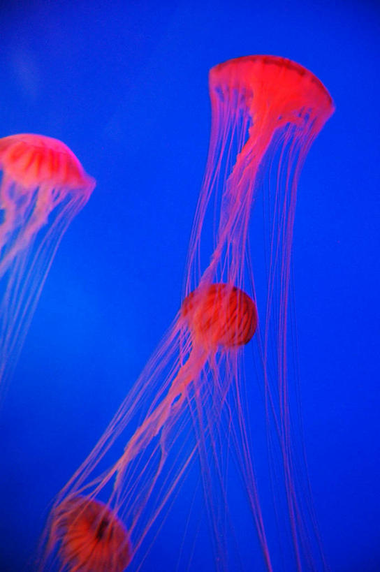 游泳,无人,竖图,室内,水,野生动物,首尔,韩国,四只,触须,首都,水族馆,蓝色,摄影,刺胞动物,朝鲜半岛,水母