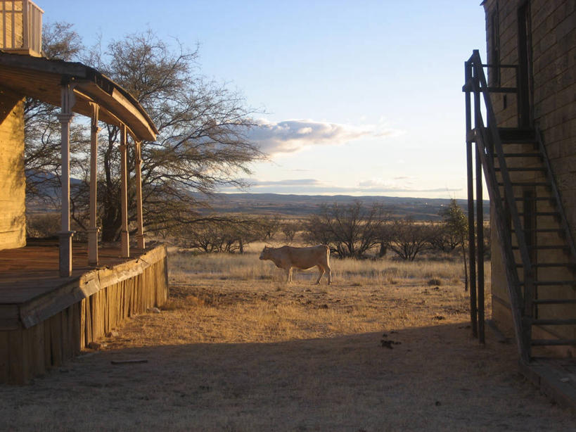 无人,横图,室外,白天,楼梯,建筑,美国,树,天空,动物,家畜,摄影,牲畜,亚利桑那,母牛,家牛