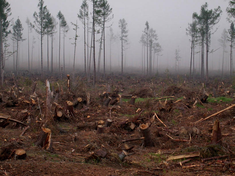 无人,横图,室外,白天,森林,暴风雨,雾,斯洛伐克,自然灾害,破坏,破损,树,自然,摄影,怪异,环境,损坏,毁灭
