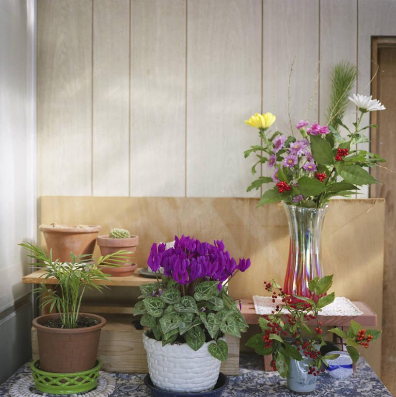 无人,竖图,室内,美景,仙人掌,花瓶,日本,亚洲,景观,花,排列,自然,菊花,景色,摄影,生长,环境,脆弱,自然风光,东亚,本州,三重县,本州岛,日本国,近畿地方,近畿,肉质植物