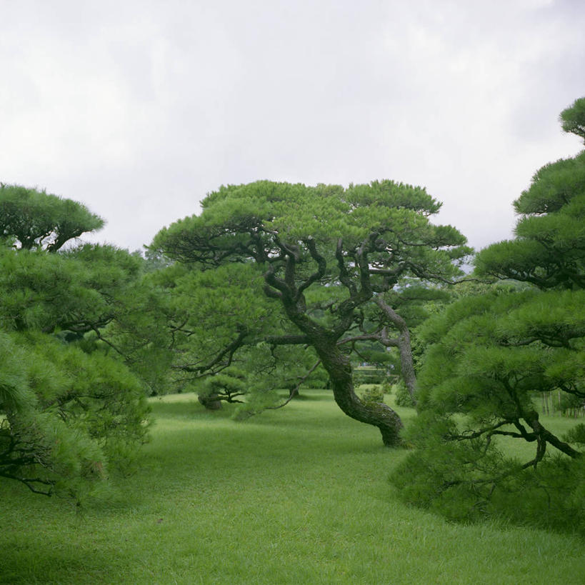 无人,方图,室外,白天,松树,日本,亚洲,日本文化,自然,摄影,生长,宁静,环境,东亚,本州,三重县,本州岛,日本国,近畿地方,近畿,针叶树,旅行