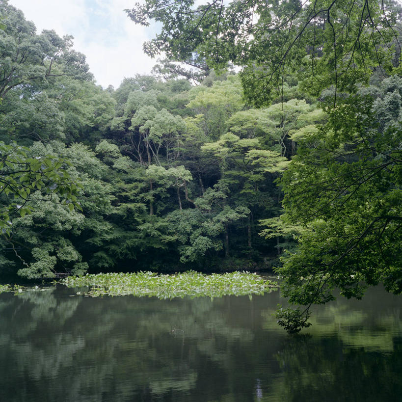 无人,竖图,室外,白天,美景,日本,亚洲,漂浮,反射,池塘,景观,树,风景,自然,景色,摄影,宁静,环境,自然风光,水生植物,东亚,本州,三重县,本州岛,日本国,近畿地方,近畿