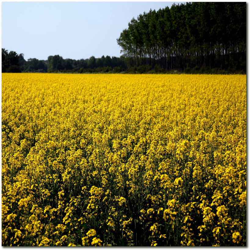 无人,方图,室外,白天,农业,农作物,美景,荷兰,景观,田地,花,黄色,自然,油菜花,景色,摄影,生长,宁静,环境,自然风光