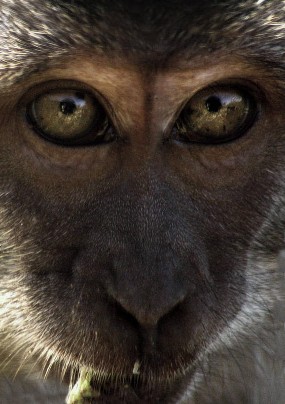 无人,吃,竖图,特写,野生动物,猴子,水果,印度尼西亚,食品,动物,摄影,灵长目