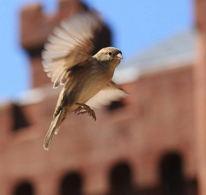无人,横图,室外,白天,仰视,时尚,自由,野生动物,美国,小的,鸟类,首都,飞,动物,t台,摄影,北美,北美洲,美洲,华盛顿特区,华盛顿州,北亚美利加洲,亚美利加洲,时装表演,时装秀,t型台,走秀,低角度拍摄,史密森学会,美利坚合众国