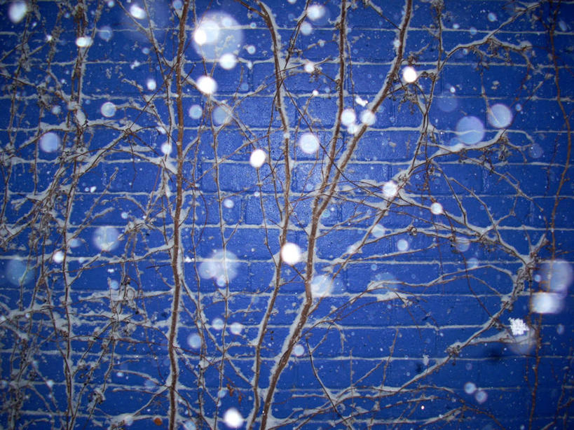 无人,横图,室外,白天,背景,加拿大,雪花,冬天,下雪,枝,砖墙,蓝色,自然,寒冷,摄影,宁静,魁北克,蒙特利尔,彩图