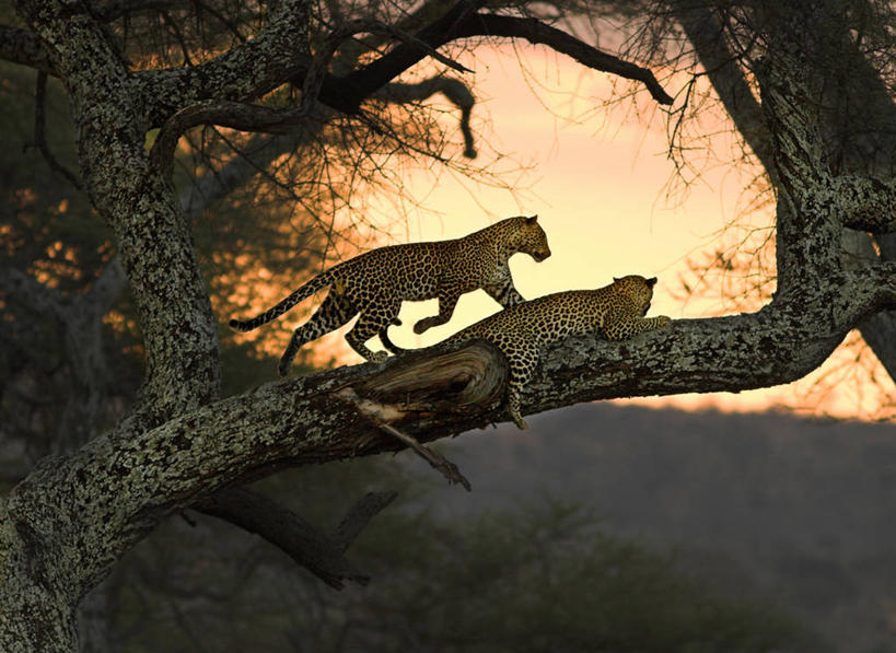 无人,躺,横图,室外,日落,野生动物,坦桑尼亚,枝,树,动物,两只,摄影,美洲豹,东非