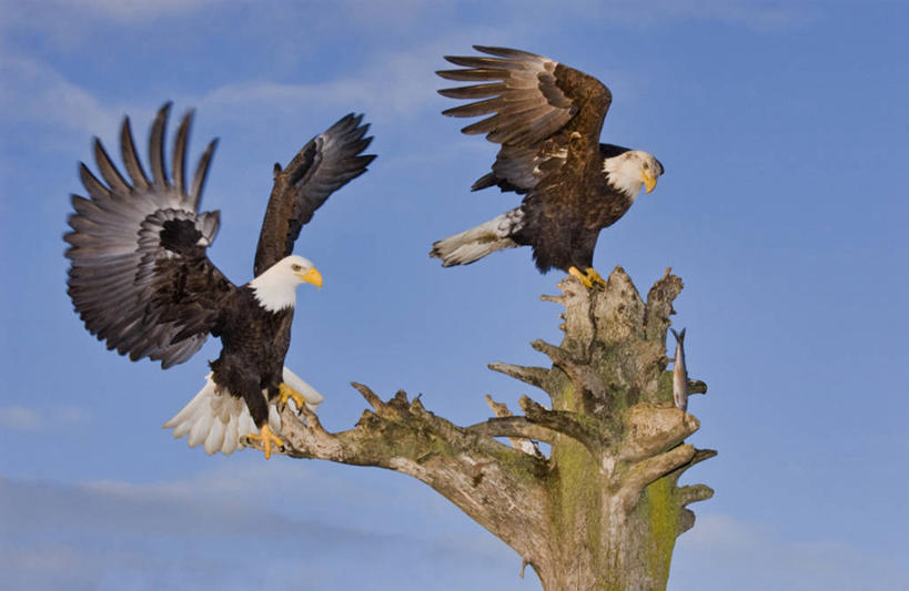 无人,站,横图,室外,白天,美国,树桩,着陆,树干,天空,动物,两只,摄影,栖息,白头鹰,阿拉斯加,彩图