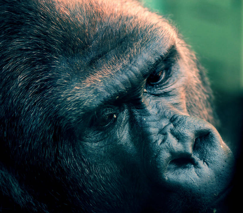 无人,横图,室外,特写,白天,哺乳动物,野生动物,德国,动物,摄影,大猩猩,中欧,独处