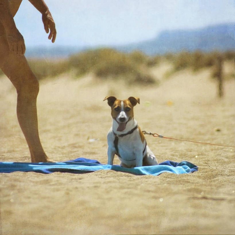 成年人,老年人,腿,一个人,坐,方图,室外,白天,正面,宠物,狗,法国,仅一个男性,仅一个人,仅一个中年男性,杰克罗素梗,动物,放松,可爱,人体,摄影,幽默,肖像,等,狗链,中欧,忠诚,帕尔森罗塞尔梗,杰克拉西尔梗,杰克.拉瑟梗,男人,男性,中年男性,海滩,犬,彩图,海滩巾