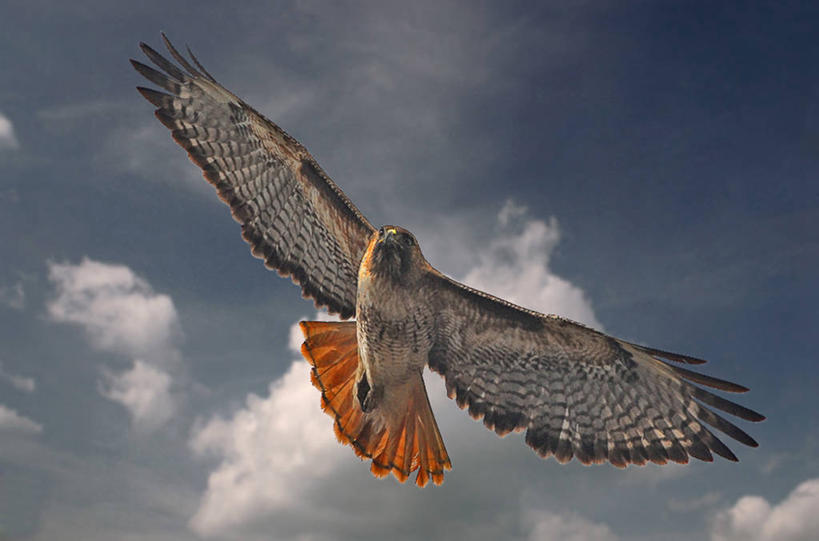 无人,横图,室外,白天,野生动物,美国,云,飞,摄影,红尾鹰,彩图