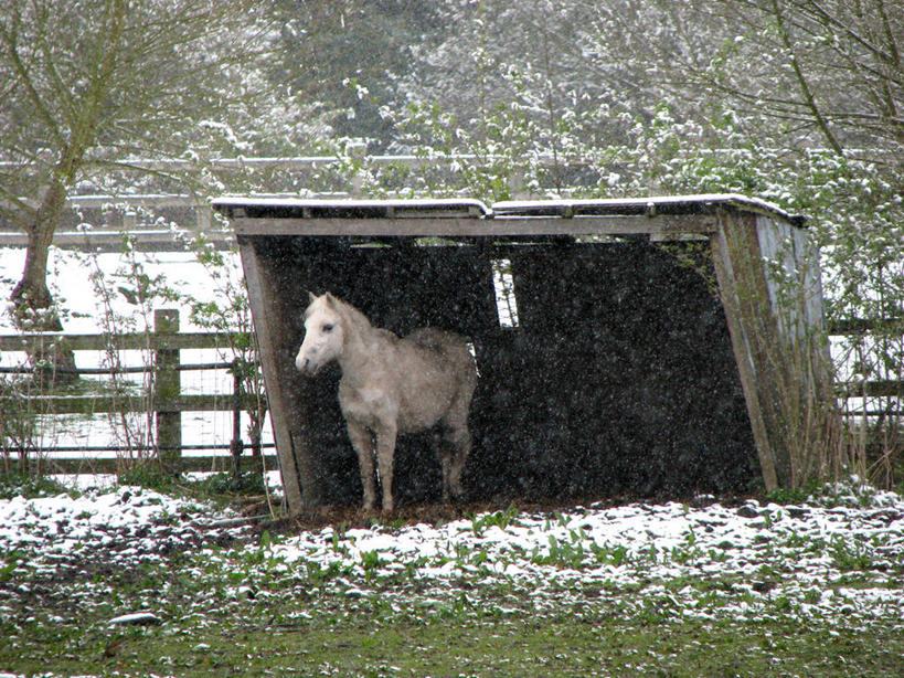 无人,站,横图,室外,白天,寂寞,美景,雪,英国,景观,篱笆,田地,冬天,马厩,树,自然,家畜,景色,寒冷,摄影,自然风光,北欧,小马,遮蔽,赫特福德郡,彩图,独处