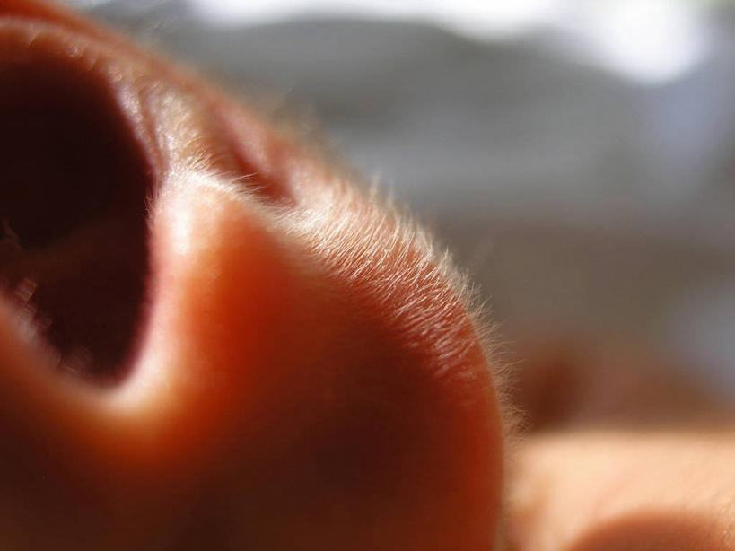 婴儿,儿童,耳朵,耳垂,头发,一个人,横图,特写,纯洁,美国,仅一个人,小孩,可爱,人体,摄影,活泼,皮肤,北美,北美洲,脆弱,加利福尼亚,宝宝,美洲,纯真,烂漫,无邪,加州,洛杉矶,加利福尼亚州,金州,黄金州,北亚美利加洲,亚美利加洲,天使之城,伶俐,天真,孩子,耳,耳部,彩图,县治,洛杉矶县,美利坚合众国,洛城,感知