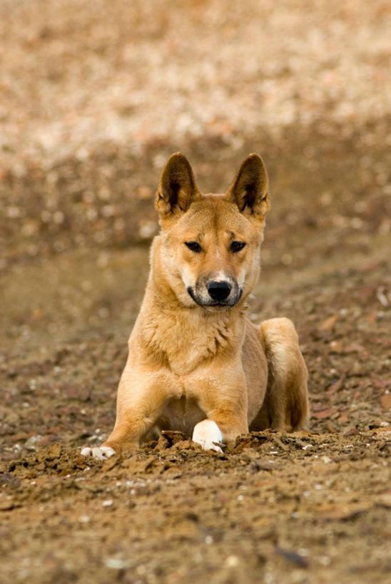 无人,躺,竖图,室外,白天,宠物,狗,澳大利亚,泥土,褐色,动物,家畜,摄影,澳大拉西亚,彩图,纯种犬