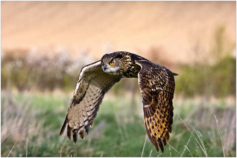 无人,横图,室外,白天,自由,美景,猫头鹰,野生动物,英国,捕食,景观,宏伟,飞,自然,动物,景色,摄影,自然风光,北欧,彩图,大雕