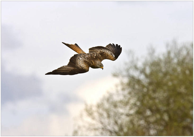 无人,横图,室外,白天,自由,美景,野生动物,英国,捕食,景观,飞,自然,动物,风筝,景色,摄影,自然风光,北欧,彩图,赤鸢