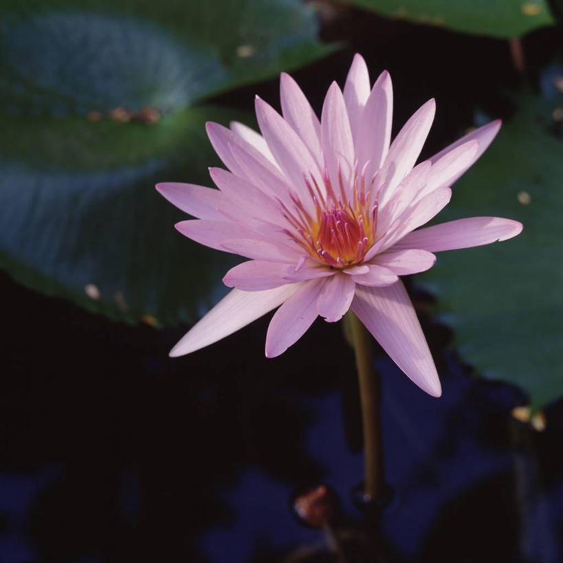 无人,方图,俯视,室外,特写,白天,睡莲,叶子,墨西哥,自然,摄影,生长,环境,脆弱,拉丁美洲,清新,水生植物,彩图,高角度拍摄