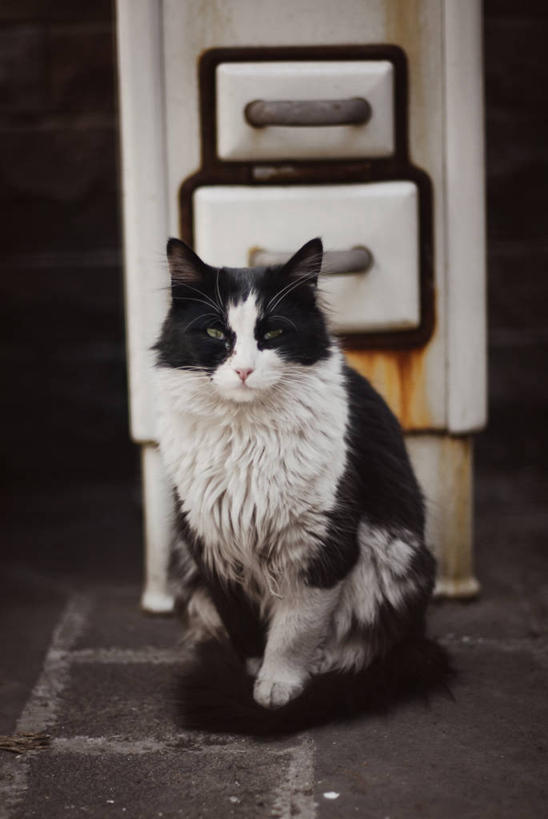 无人,站,竖图,室内,白天,正面,宠物,猫,欧洲,烤炉,首都,热,摄影,中东,肖像,安卡拉,彩图