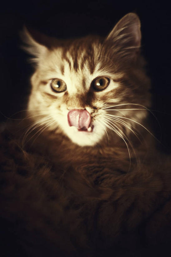 无人,竖图,纯洁,宠物,欧洲,黑色背景,可爱,童年,童趣,舔,摄影,肖像,童真,烂漫,无邪,斑纹猫,机敏,天真,彩图,影棚拍摄