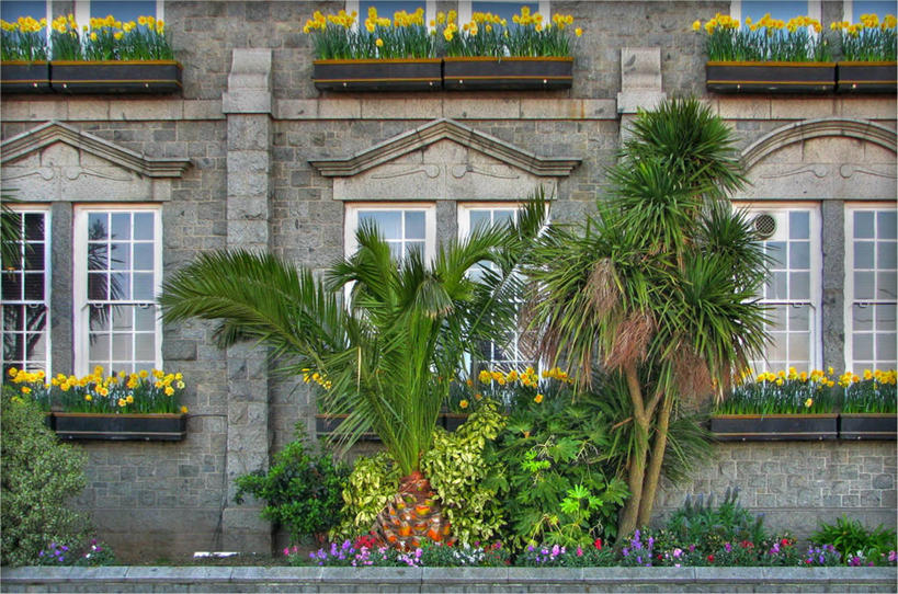 无人,横图,室外,白天,窗户,建筑,棕榈树,英国,房屋,花,树,摄影,圣彼得港,彩图