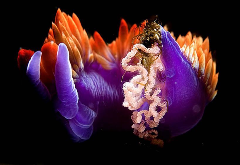 无人,横图,彩色,室外,水下,美景,美国,海蛞蝓,贝类,景观,海洋生物,自然,景色,摄影,五颜六色,海草,软体动物,海兔,色彩斑斓,加利福尼亚,自然风光,水生动物,五彩缤纷,水生物,海底动物,卵,五彩斑斓,海兔螺,产卵,五光十色,彩图