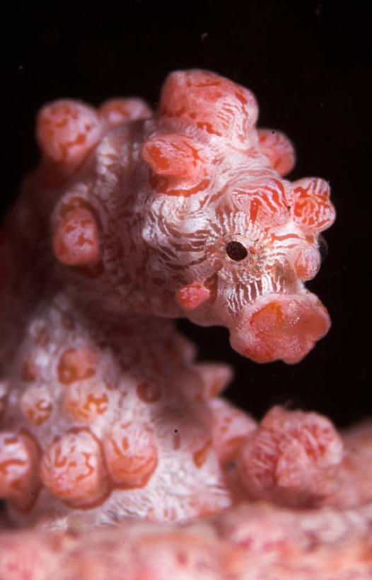 无人,竖图,彩色,水下,美景,印度尼西亚,黑色背景,景观,自然,景色,摄影,五颜六色,海马,色彩斑斓,热带气候,自然风光,五彩缤纷,五彩斑斓,五光十色,彩图