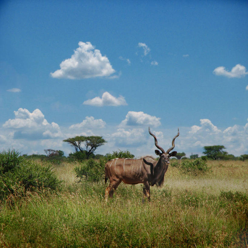 无人,站,方图,室外,白天,侧面,野生动物,羊,南非,羚羊,动物,可爱,摄影,活泼,灌木,彩图
