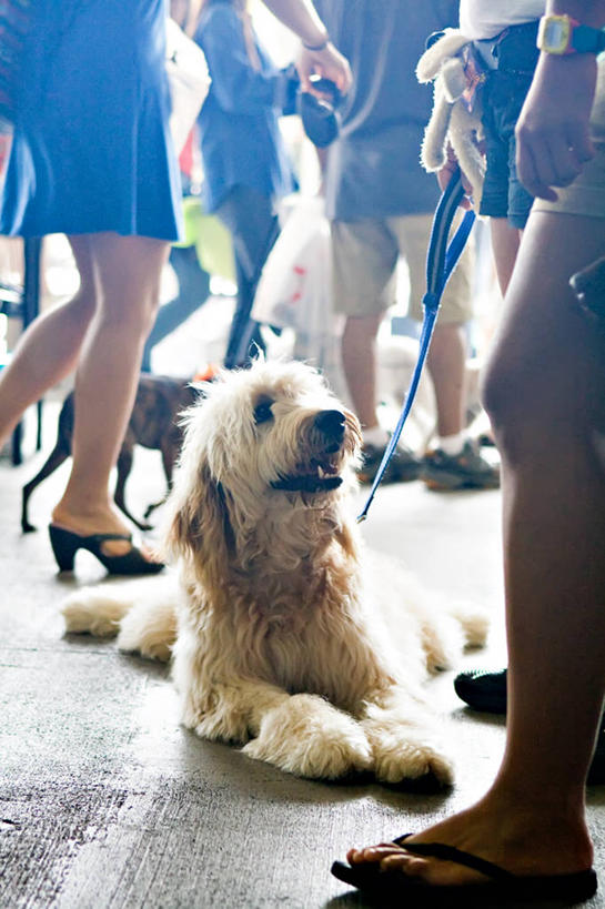 腿,躺,竖图,室内,白天,宠物,狗,美国,朦胧,模糊,拿着,家畜,人体,摄影,拉布拉多犬,群众,狗链,忠诚,太平洋岛屿,彩图,凯卢阿