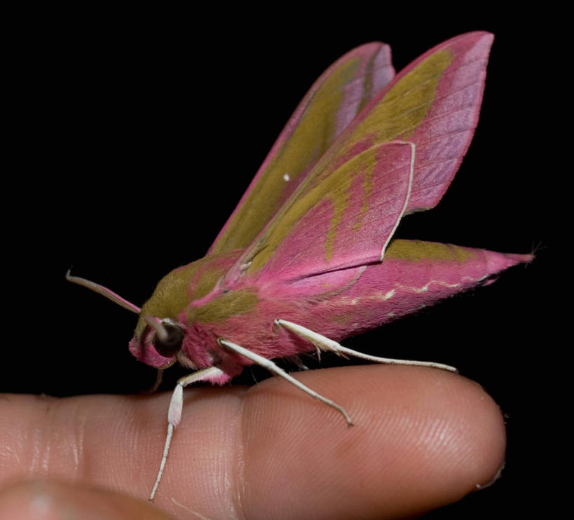 一个人,横图,室外,特写,白天,美景,法国,黑色背景,景观,自然,手指,景色,人体,摄影,自然风光,老鹰,彩图,影棚拍摄