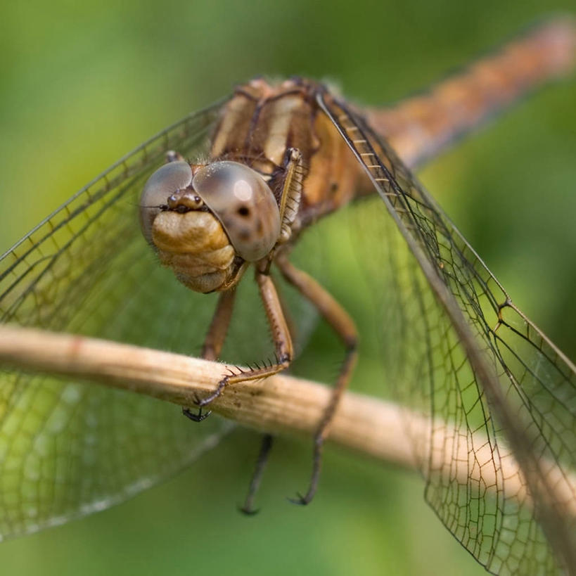 无人,方图,室外,白天,植物,野生动物,法国,蜻蜓,草,自然,摄影,利穆赞,彩图
