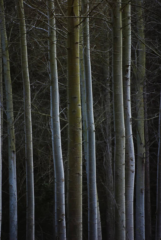 无人,竖图,室外,夜晚,神秘,树林,法国,树干,自然,摄影,怪异,多尔多涅,彩图
