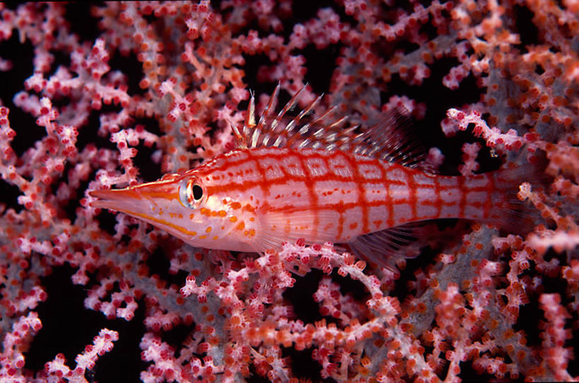 无人,横图,室外,特写,水下,印度尼西亚,珊瑚,红色,摄影,栖息,北苏拉威西,伪装,彩图
