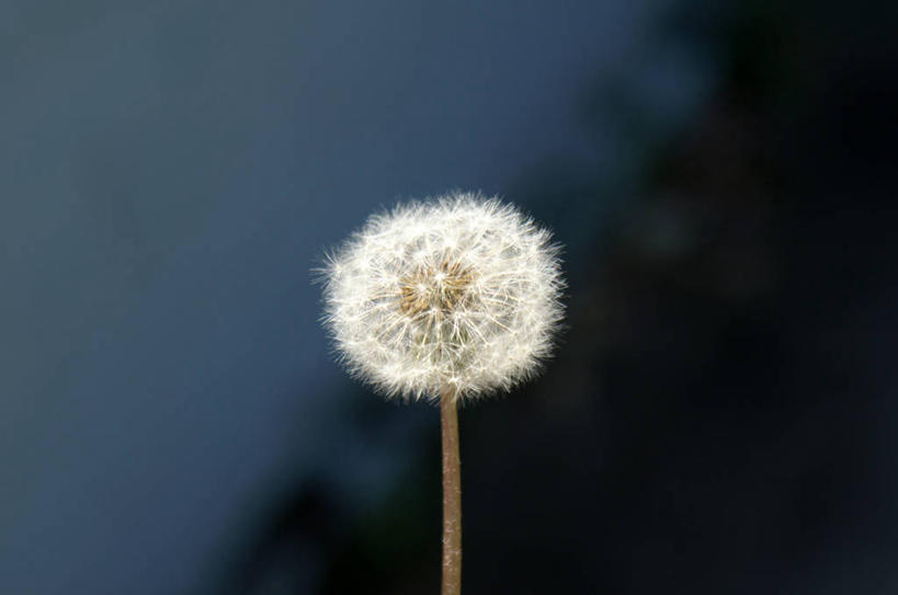 无人,横图,室外,夜晚,蒲公英,澳大利亚,一个,自然,摄影,单个,简单,悉尼,彩图